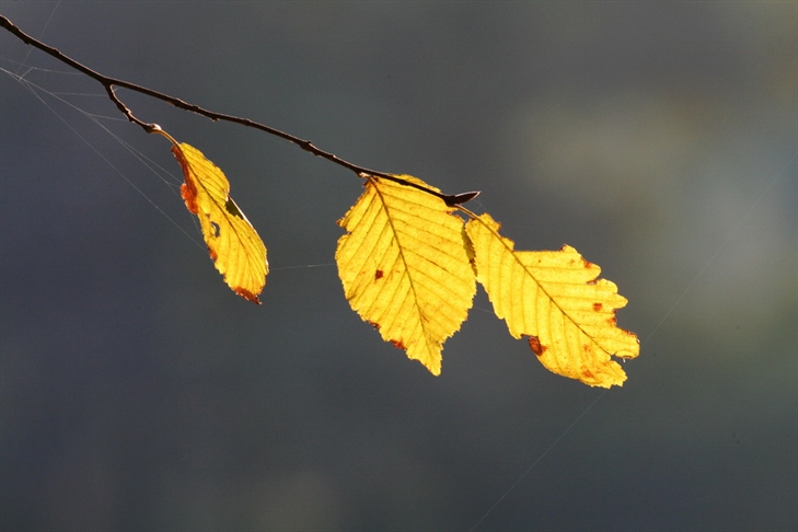 Učinkovitejše umeščanje v območjih Natura 